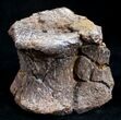 Bargain Edmontosaurus Vertebrae - South Dakota #9884-4